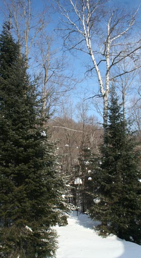 Paysage laurentien calme et paisible. Photo de la forêt de Morin-Heights
